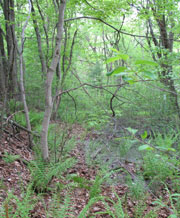Markus Pinney, Land Use & Environmental Consultant